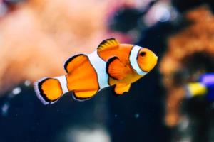 手机摄影的好处跟坏处,手机摄影的利与弊,便捷与局限的全面解析