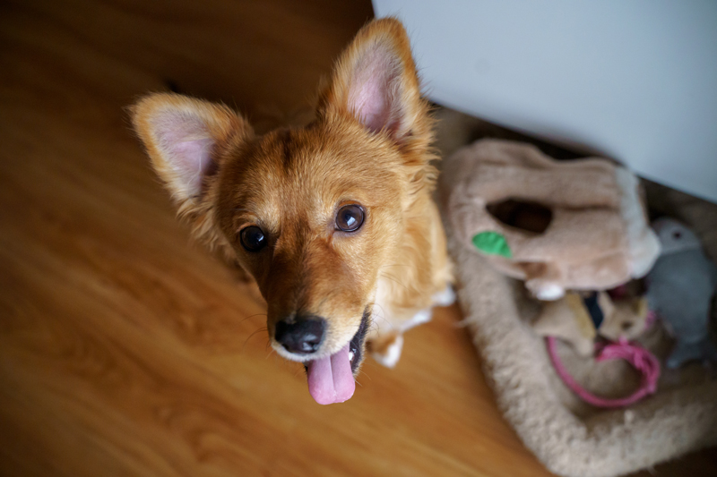 腾龙28-75镜头评测 腾龙28-80的镜头怎么样图2