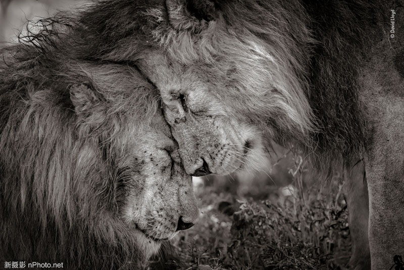 2020野生动物摄影大赛 2021年野生动物摄影比赛