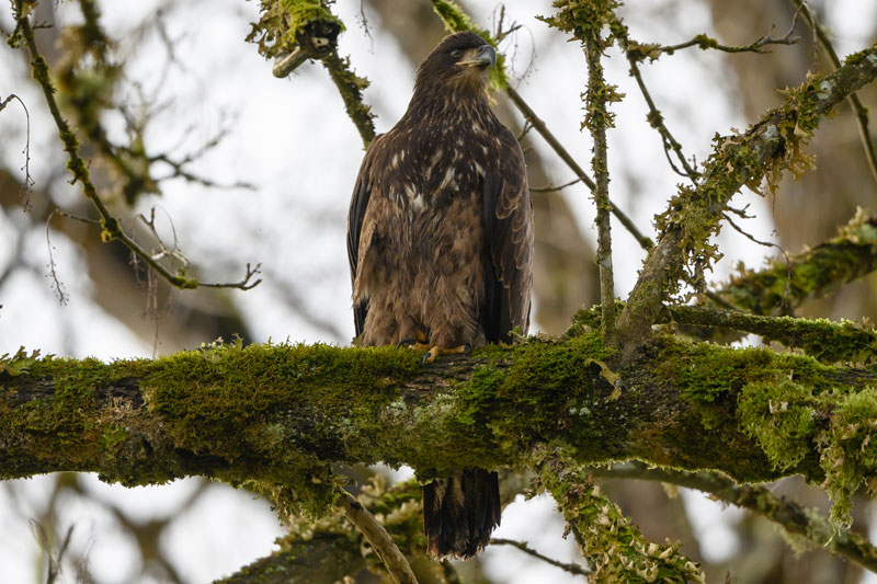 尼康 z6 评测 尼康z6ll评测图2
