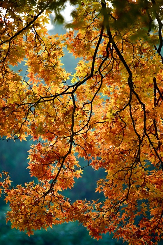 爱普生l8188打印机 爱普生l8168打印机使用说明图2