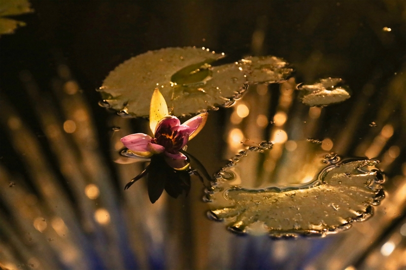 摄影类壁纸 摄影比赛海报背景素材图3