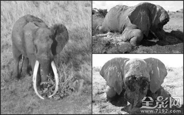 大象之王萨陶有多重 萨淘大象