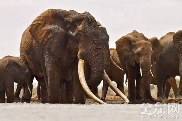 大象之王萨陶有多重 萨淘大象