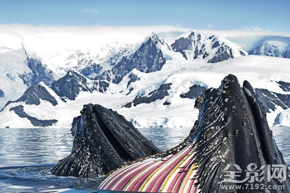 摄影师花25年拍摄绝美南极照片视频 南极摄影作品