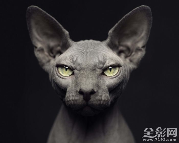 这组照片告诉你如何将爱宠拍出明星范儿的样子 怎样拍宠物好看