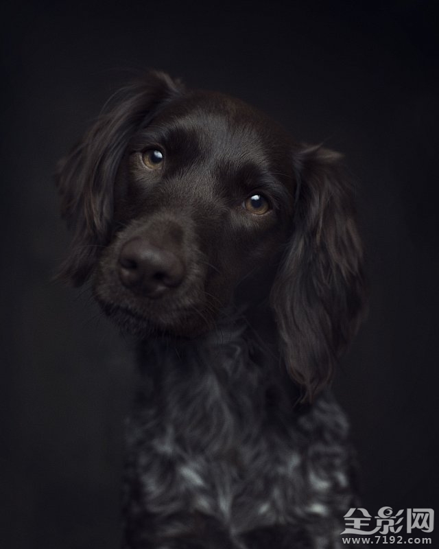 这组照片告诉你如何将爱宠拍出明星范儿的样子 怎样拍宠物好看