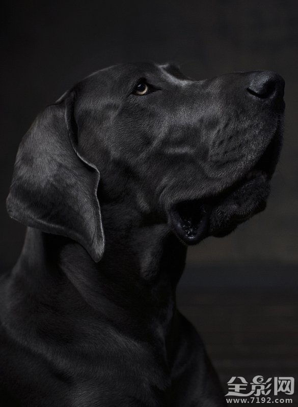 这组照片告诉你如何将爱宠拍出明星范儿的样子 怎样拍宠物好看