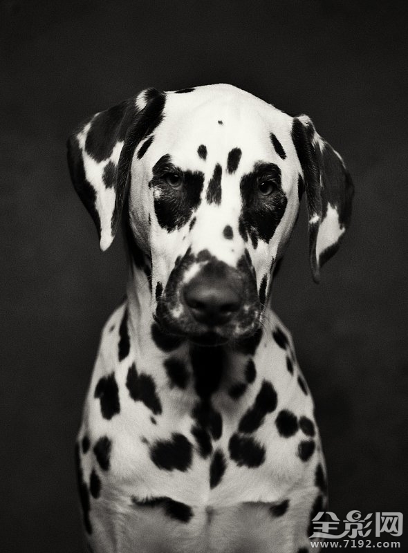 这组照片告诉你如何将爱宠拍出明星范儿的样子 怎样拍宠物好看