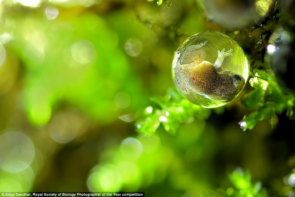 英国最新摄影大赛揭晓自然界隐藏的美丽 英国最新摄影作品图1