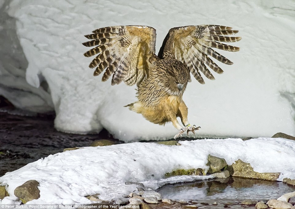 英国最新摄影大赛揭晓自然界隐藏的美丽 英国最新摄影作品图2
