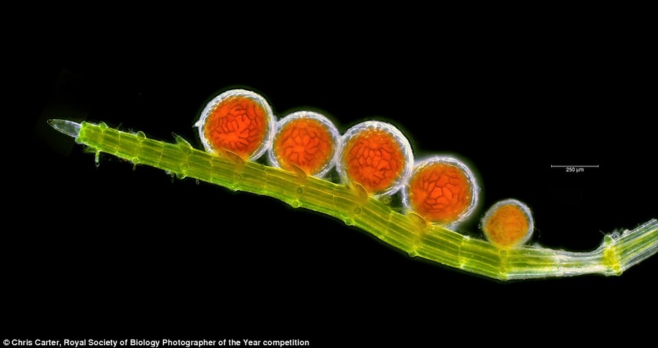 英国最新摄影大赛揭晓自然界隐藏的美丽 英国最新摄影作品图3