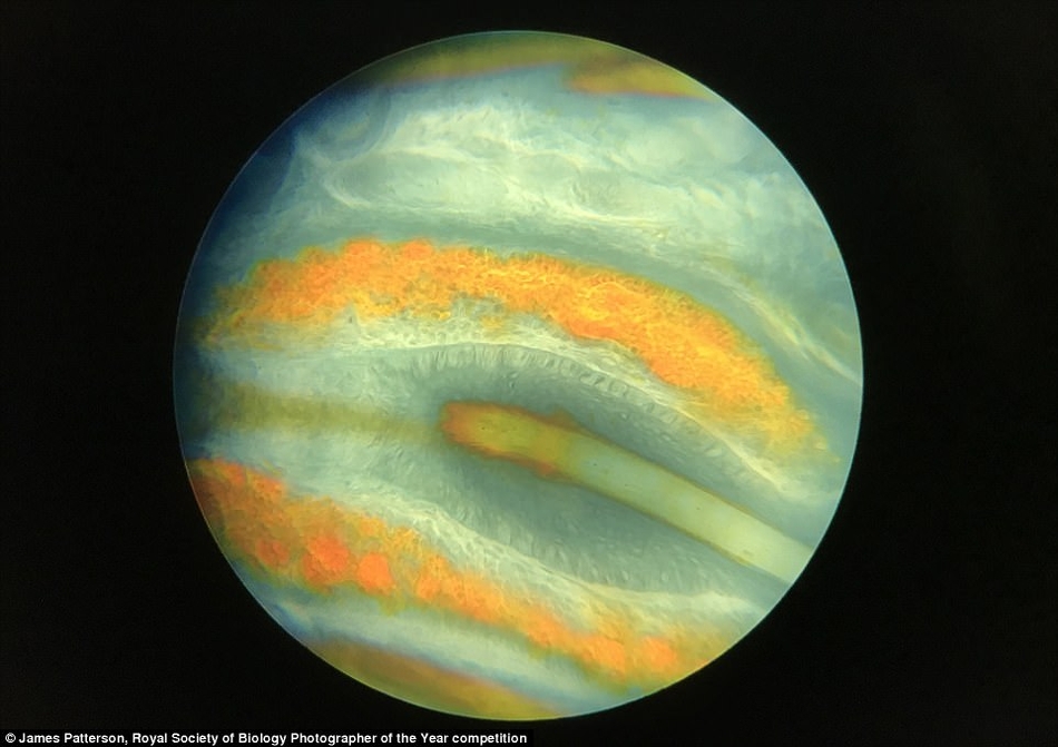 英国最新摄影大赛揭晓自然界隐藏的美丽 英国最新摄影作品