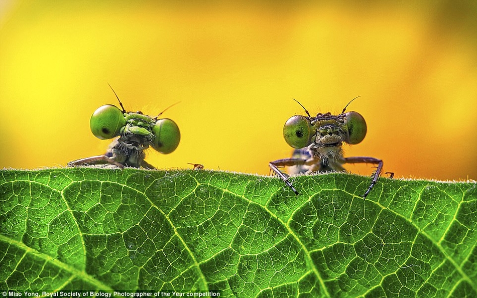 英国最新摄影大赛揭晓自然界隐藏的美丽 英国最新摄影作品