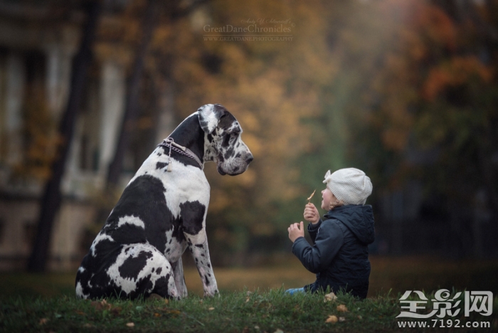 摄影师记录宝宝与宠物的完美互动视频 与宠物照相儿童摄影