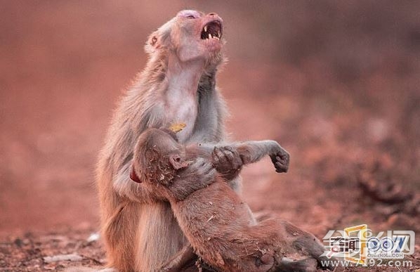 母猴子抱着小猴子 小猴子抱猴妈妈图1