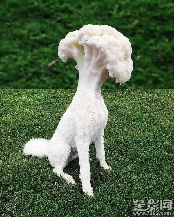 用iphone打造超现实摄影作品 苹果超现实主义绘画