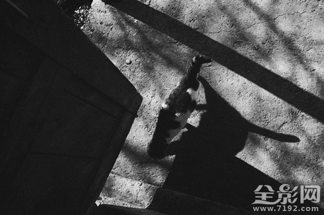 孤独的流浪猫 流浪孤独的人啊