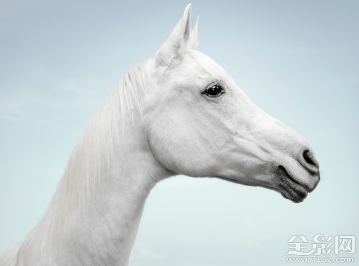 动物摄影照片 动物摄影背后的真相