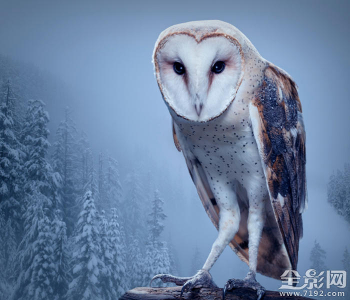 动物摄影照片 动物摄影背后的真相