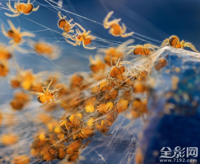 英国野生动物摄影大赛获奖作品欣赏图片 英国野生生物摄影年赛图2