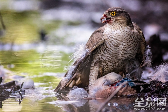 英国野生动物摄影大赛获奖作品欣赏图片 英国野生生物摄影年赛图3