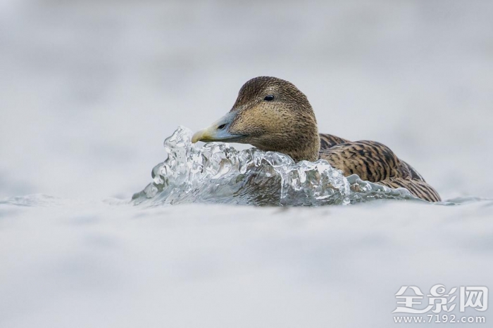 英国野生动物摄影大赛获奖作品欣赏图片 英国野生生物摄影年赛