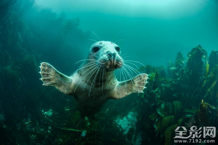 英国野生动物摄影大赛获奖作品欣赏图片 英国野生生物摄影年赛