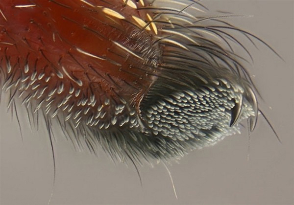 蜘蛛微距摄影作品 蜘蛛镜头