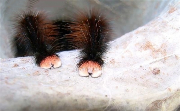 蜘蛛微距摄影作品 蜘蛛镜头