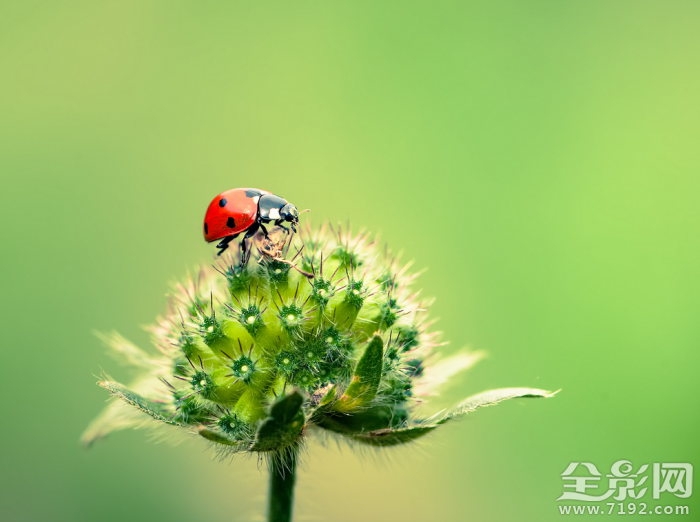 微距镜头下的植物与昆虫的区别 微距摄影大图植物