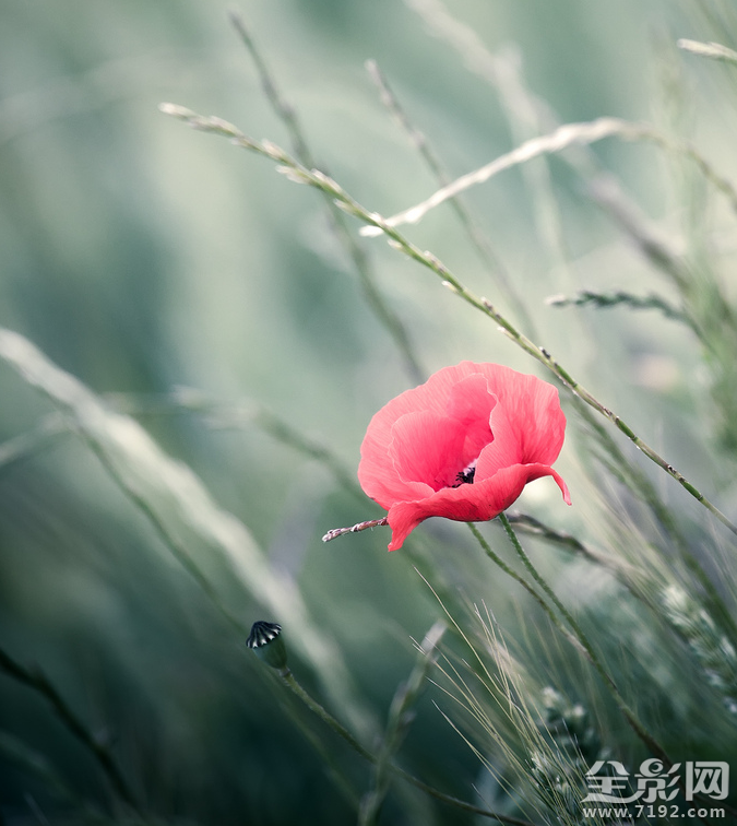 微距镜头下的植物与昆虫的区别 微距摄影大图植物