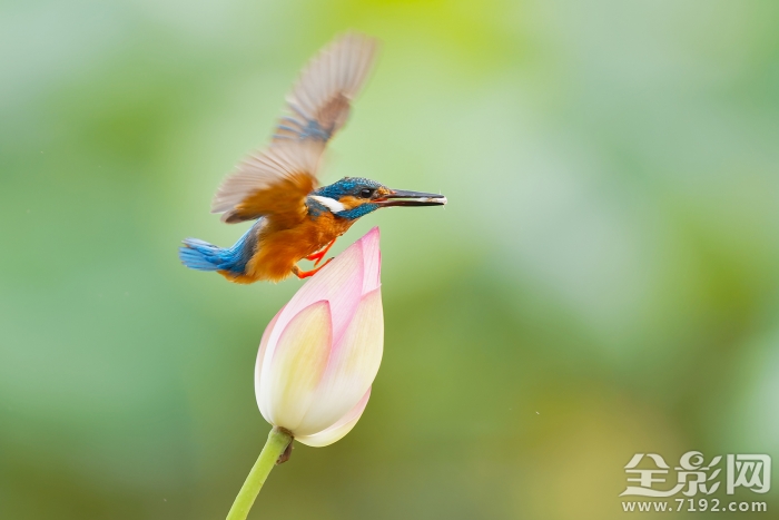 荷花翠鸟图片 荷花翠鸟图轴图2