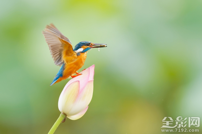 荷花翠鸟图片 荷花翠鸟图轴图3