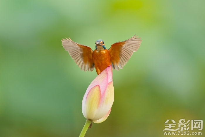 荷花翠鸟图片 荷花翠鸟图轴