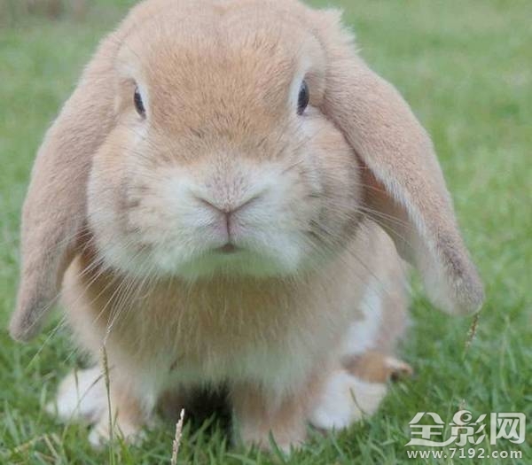 小动物拍照片 给动物照相图2