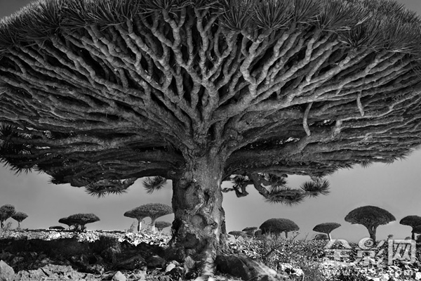 古树时间的肖像 古树记载图2