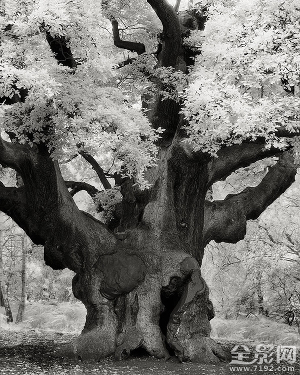 古树时间的肖像 古树记载