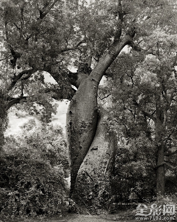 古树时间的肖像 古树记载