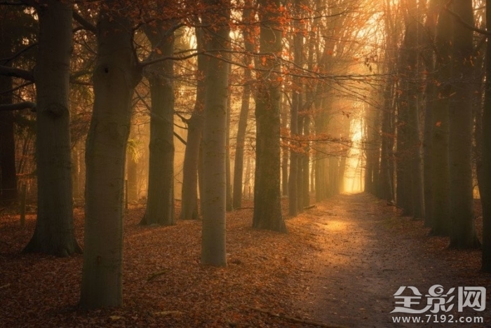 森林漫步 森林漫步简谱图1