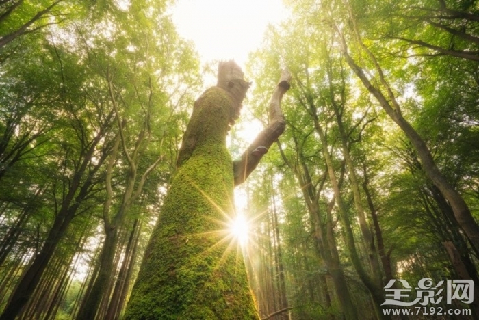 森林漫步 森林漫步简谱