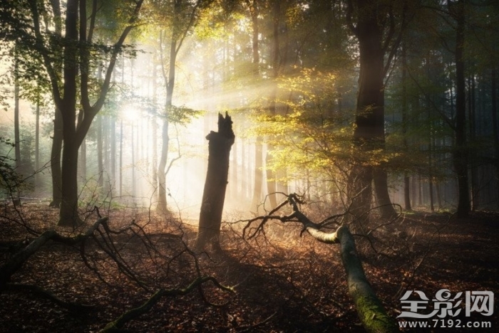 森林漫步 森林漫步简谱图3