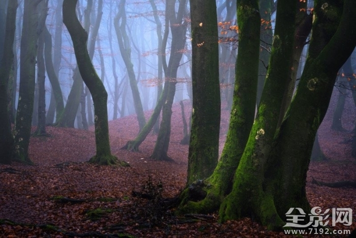 森林漫步 森林漫步简谱