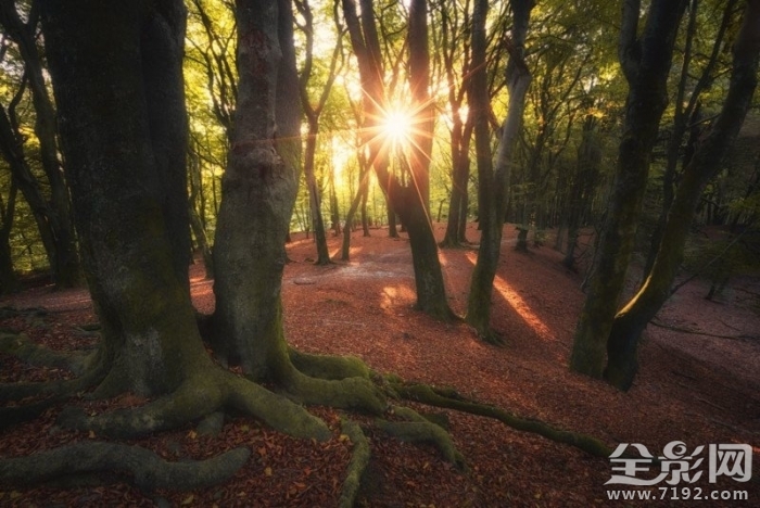 森林漫步 森林漫步简谱