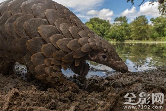 摄影师视角看特朗普遇袭反应 摄影师模拟