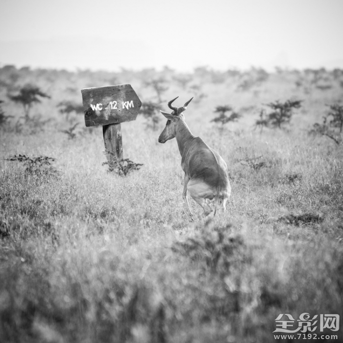 人和动物共处的世界有哪些 人和动物共生存图1