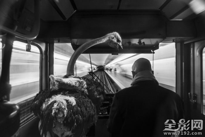 人和动物共处的世界有哪些 人和动物共生存