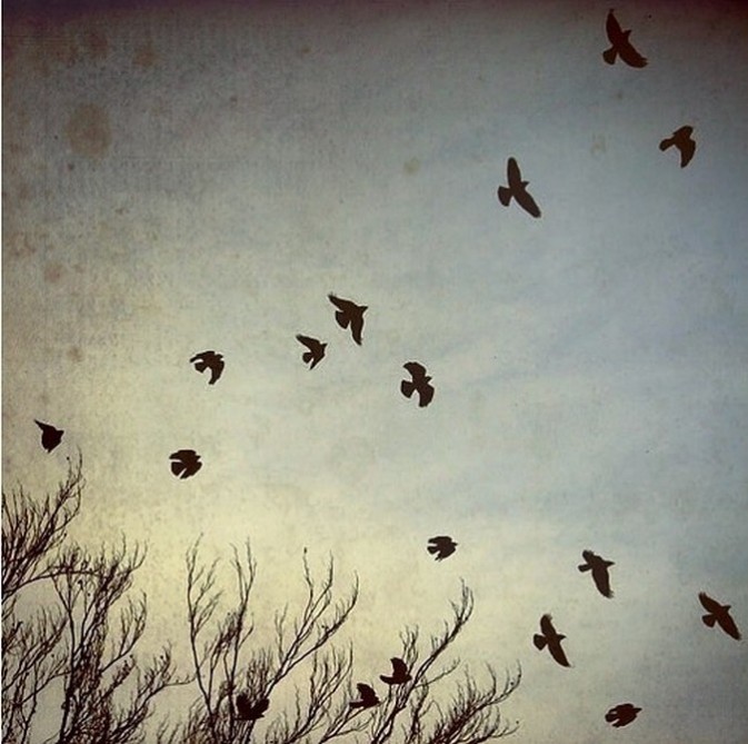 宝丽来影集 宝丽来the button