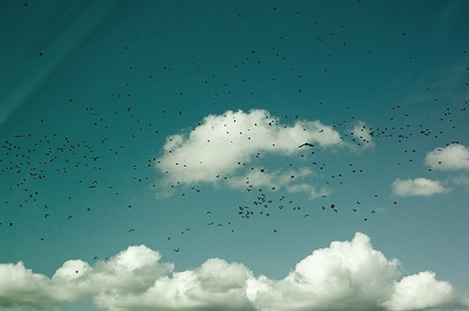 宝丽来影集 宝丽来the button