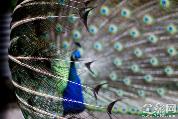 美丽的孔雀开屏了 美丽旳孔雀图2